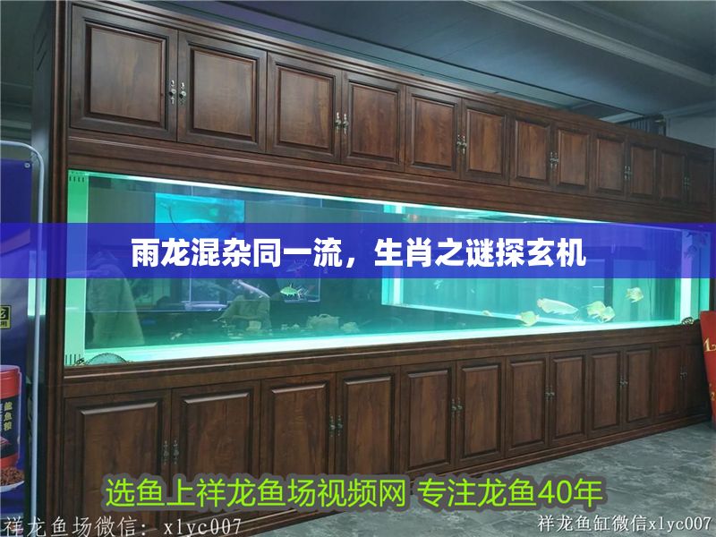 雨龍混雜同一流，生肖之謎探玄機
