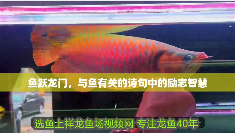 魚躍龍門，與魚有關的詩句中的勵志智慧