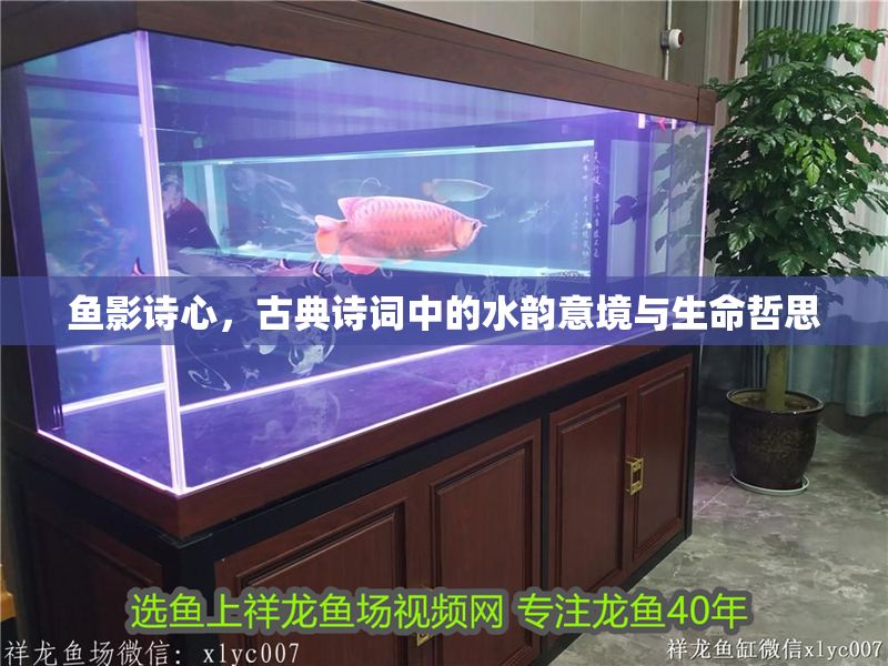 魚影詩心，古典詩詞中的水韻意境與生命哲思