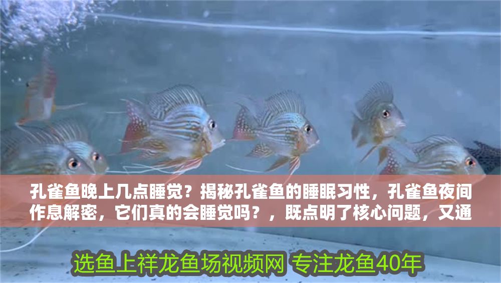 孔雀魚晚上幾點睡覺？揭秘孔雀魚的睡眠習性，孔雀魚夜間作息解密，它們真的會睡覺嗎？，既點明了核心問題，又通過疑問句式引發讀者好奇心，符合科普類內容的傳播特點。如果需要調整側重點，可告知具體方向進行優化。）