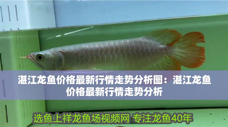 湛江龍魚價格最新行情走勢分析圖：湛江龍魚價格最新行情走勢分析