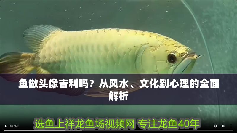 魚做頭像吉利嗎？從風水、文化到心理的全面解析