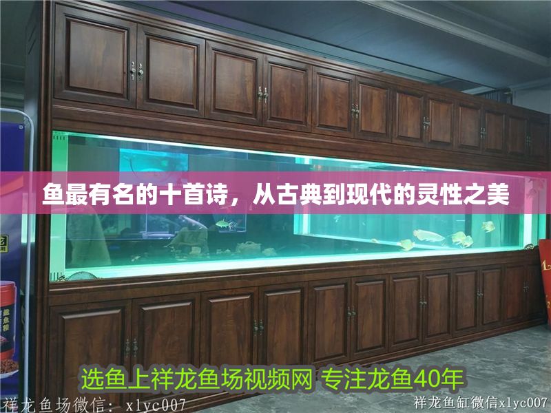 魚最有名的十首詩，從古典到現代的靈性之美