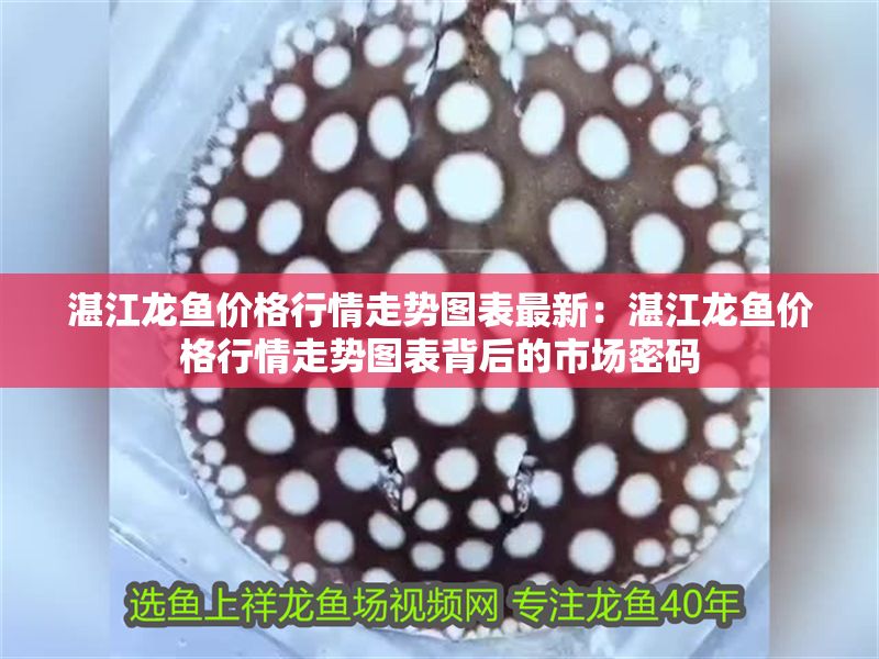 湛江龍魚價(jià)格行情走勢(shì)圖表最新：湛江龍魚價(jià)格行情走勢(shì)圖表背后的市場(chǎng)密碼