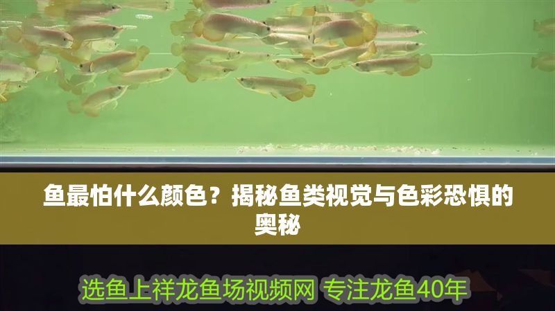 魚(yú)最怕什么顏色？揭秘魚(yú)類(lèi)視覺(jué)與色彩恐懼的奧秘