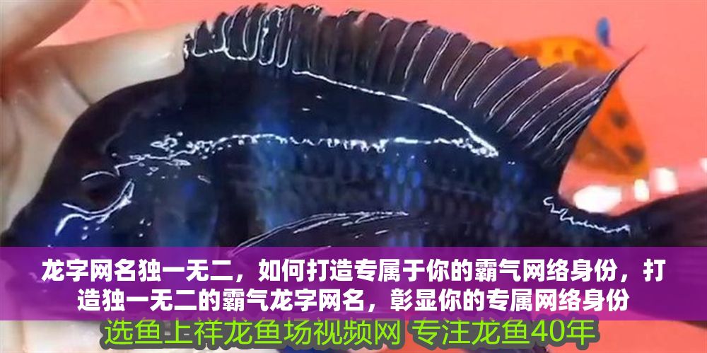 龍字網(wǎng)名獨一無二，如何打造專屬于你的霸氣網(wǎng)絡(luò)身份，打造獨一無二的霸氣龍字網(wǎng)名，彰顯你的專屬網(wǎng)絡(luò)身份