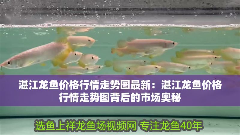 湛江龍魚價格行情走勢圖最新：湛江龍魚價格行情走勢圖背后的市場奧秘