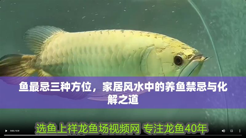 魚最忌三種方位，家居風水中的養魚禁忌與化解之道