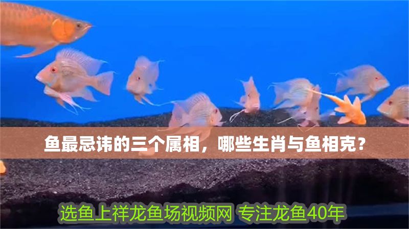 魚最忌諱的三個(gè)屬相，哪些生肖與魚相克？