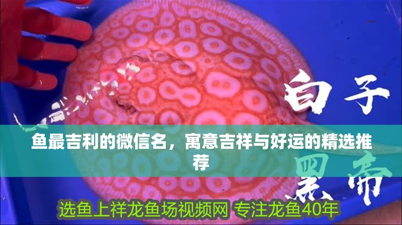魚最吉利的微信名，寓意吉祥與好運的精選推薦