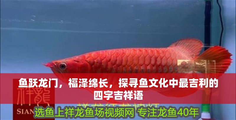 魚躍龍門，福澤綿長，探尋魚文化中最吉利的四字吉祥語
