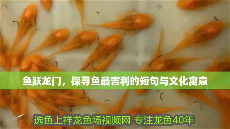 魚躍龍門，探尋魚最吉利的短句與文化寓意