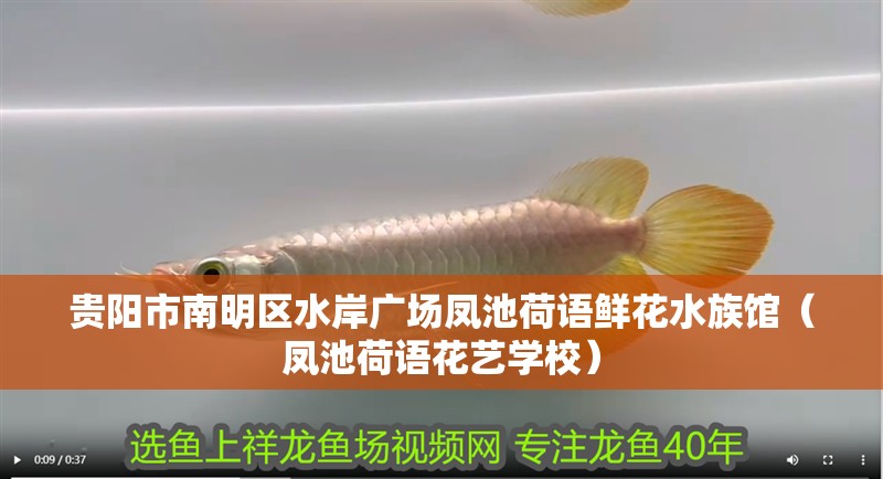 貴陽市南明區(qū)水岸廣場鳳池荷語鮮花水族館（鳳池荷語花藝學(xué)校）
