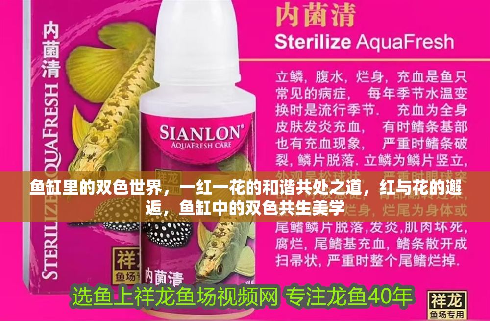 魚缸里的雙色世界，一紅一花的和諧共處之道，紅與花的邂逅，魚缸中的雙色共生美學