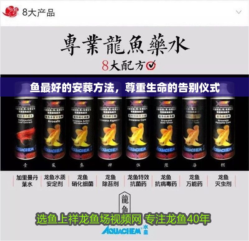 魚最好的安葬方法，尊重生命的告別儀式