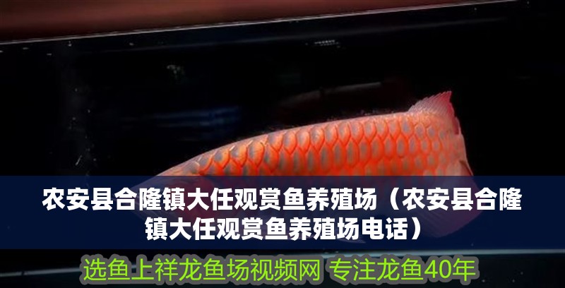 農安縣合隆鎮大任觀賞魚養殖場（農安縣合隆鎮大任觀賞魚養殖場電話）