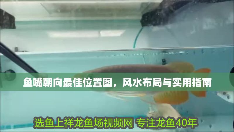 魚嘴朝向最佳位置圖，風水布局與實用指南