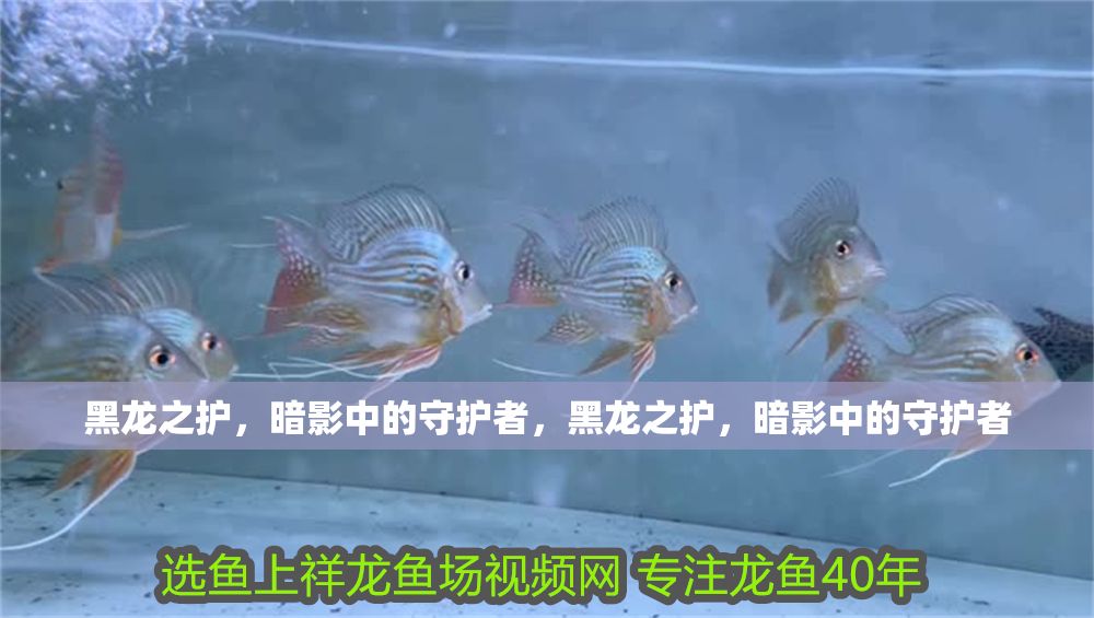 詳細(xì)閱讀:黑龍之護(hù),暗影中的守護(hù)者,黑龍之護(hù),暗影中的守護(hù)者 黑龍之護(hù),暗影中的守護(hù)者,黑龍之護(hù),暗影中的守護(hù)者