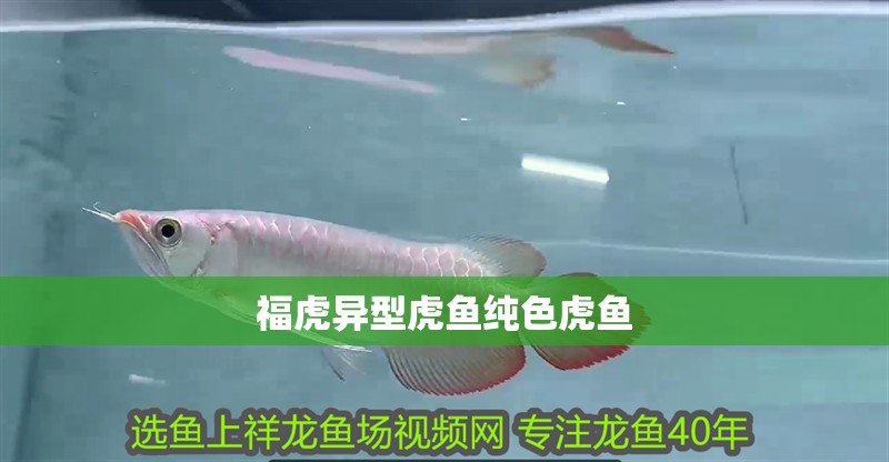 福虎異型虎魚純色虎魚