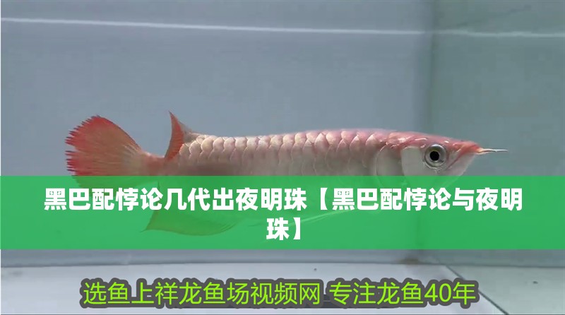 黑巴配悖論幾代出夜明珠【黑巴配悖論與夜明珠】