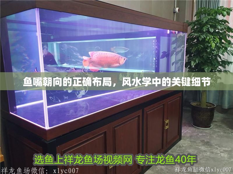 魚(yú)嘴朝向的正確布局，風(fēng)水學(xué)中的關(guān)鍵細(xì)節(jié)