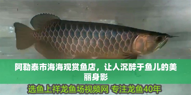 阿勒泰市海海觀賞魚(yú)店，讓人沉醉于魚(yú)兒的美麗身影