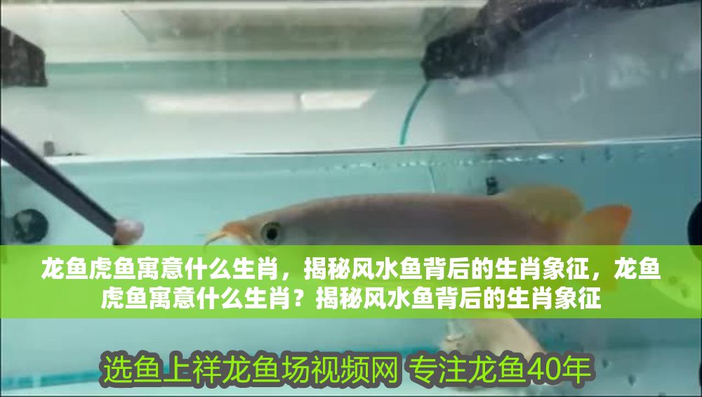 龍魚(yú)虎魚(yú)寓意什么生肖，揭秘風(fēng)水魚(yú)背后的生肖象征，龍魚(yú)虎魚(yú)寓意什么生肖？揭秘風(fēng)水魚(yú)背后的生肖象征
