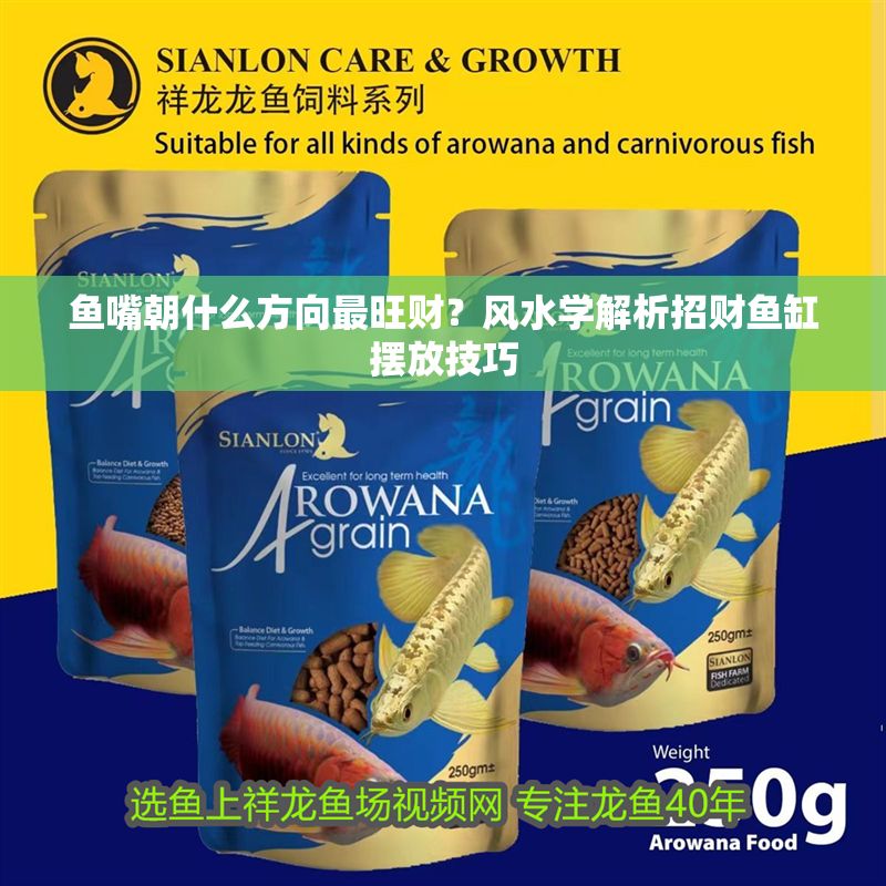 魚嘴朝什么方向最旺財(cái)？風(fēng)水學(xué)解析招財(cái)魚缸擺放技巧