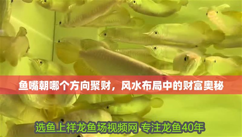魚嘴朝哪個(gè)方向聚財(cái)，風(fēng)水布局中的財(cái)富奧秘
