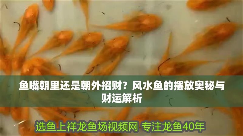 魚嘴朝里還是朝外招財？風水魚的擺放奧秘與財運解析
