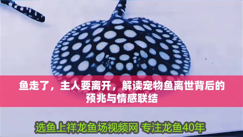 魚走了，主人要離開，解讀寵物魚離世背后的預兆與情感聯結
