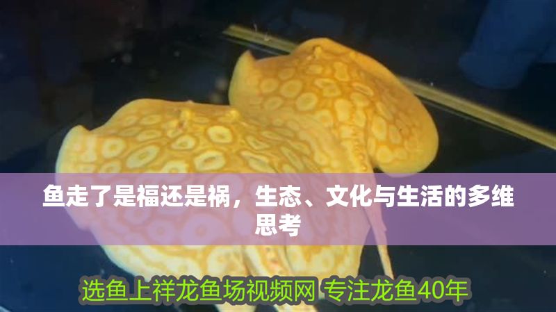 魚走了是福還是禍，生態、文化與生活的多維思考