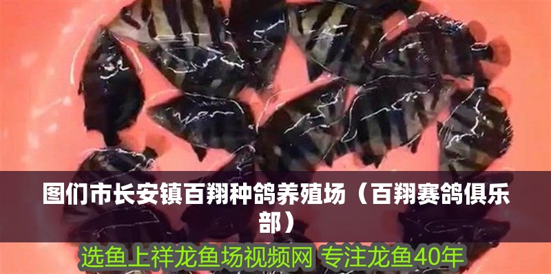 圖們市長安鎮百翔種鴿養殖場（百翔賽鴿俱樂部） 圖們市長安鎮百翔種鴿養殖場（百翔賽鴿俱樂部） 全國水族館企業名錄