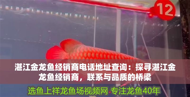 湛江金龍魚經銷商電話地址查詢：探尋湛江金龍魚經銷商，聯系與品質的橋梁