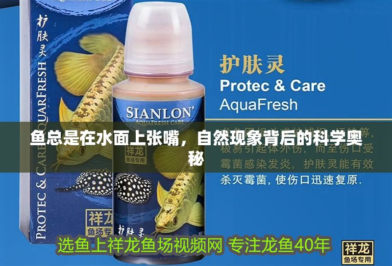 魚總是在水面上張嘴，自然現象背后的科學奧秘