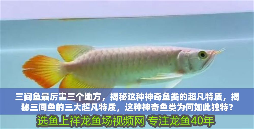三間魚最厲害三個地方，揭秘這種神奇魚類的超凡特質，揭秘三間魚的三大超凡特質，這種神奇魚類為何如此獨特？