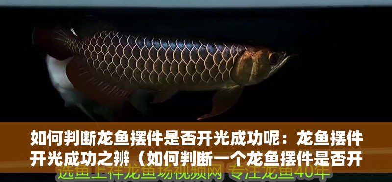 如何判斷龍魚擺件是否開光成功呢：龍魚擺件開光成功之辨（如何判斷一個龍魚擺件是否開光成功）