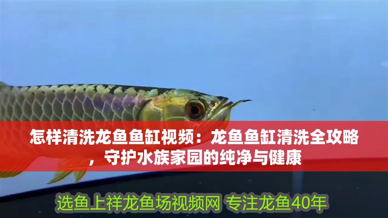 怎樣清洗龍魚魚缸視頻：龍魚魚缸清洗全攻略，守護水族家園的純凈與健康
