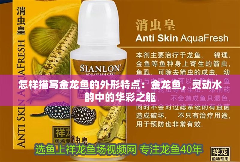怎樣描寫金龍魚的外形特點(diǎn)：金龍魚，靈動(dòng)水韻中的華彩之軀