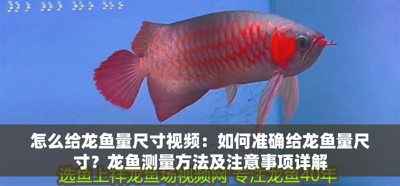 怎么給龍魚量尺寸視頻：如何準(zhǔn)確給龍魚量尺寸？龍魚測(cè)量方法及注意事項(xiàng)詳解