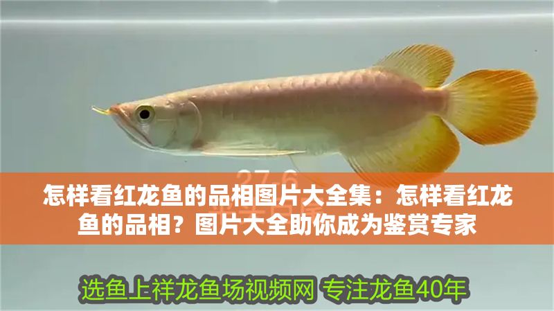 怎樣看紅龍魚的品相圖片大全集：怎樣看紅龍魚的品相？圖片大全助你成為鑒賞專家