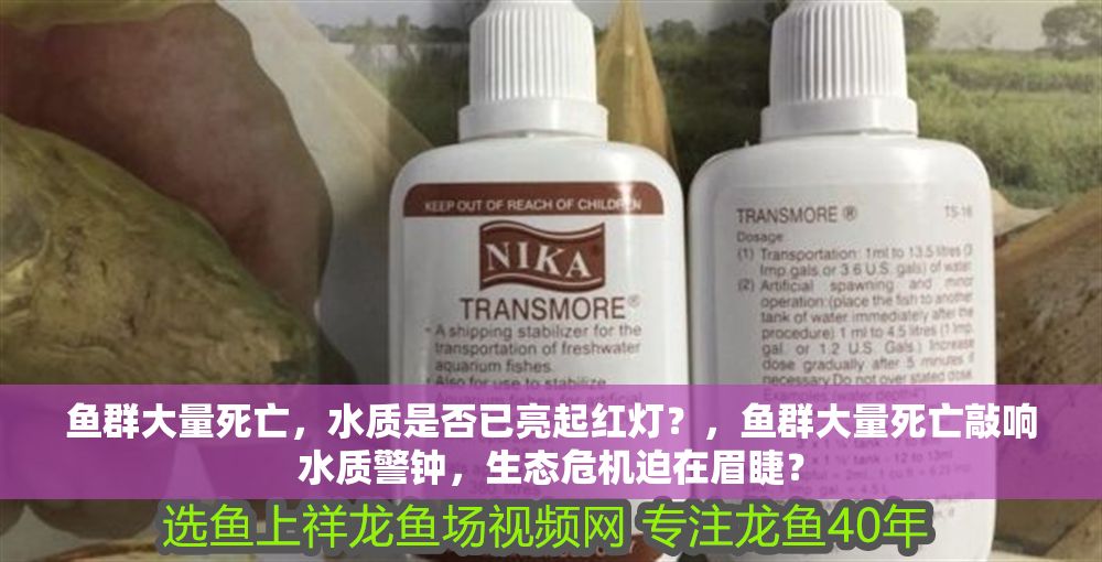 魚群大量死亡，水質是否已亮起紅燈？，魚群大量死亡敲響水質警鐘，生態危機迫在眉睫？