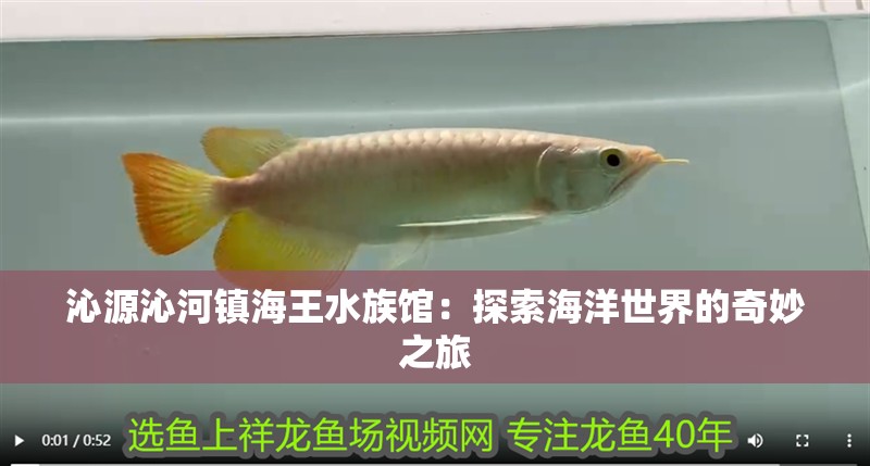沁源沁河鎮海王水族館：探索海洋世界的奇妙之旅