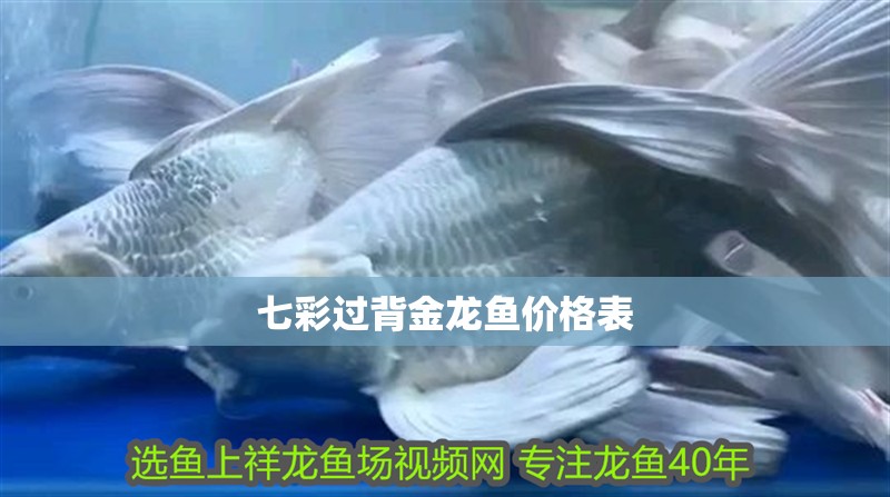 七彩過背金龍魚價格表