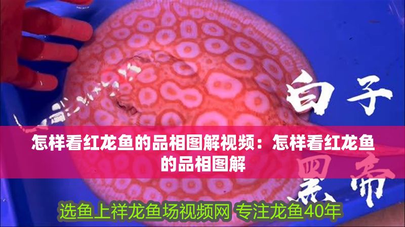 怎樣看紅龍魚的品相圖解視頻：怎樣看紅龍魚的品相圖解