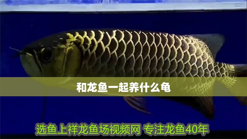 和龍魚一起養什么龜