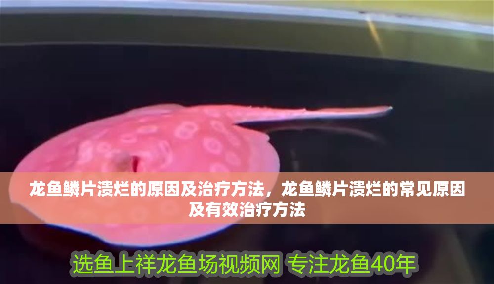 龍魚鱗片潰爛的原因及治療方法，龍魚鱗片潰爛的常見原因及有效治療方法