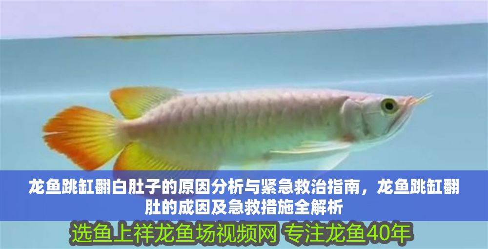龍魚跳缸翻白肚子的原因分析與緊急救治指南，龍魚跳缸翻肚的成因及急救措施全解析