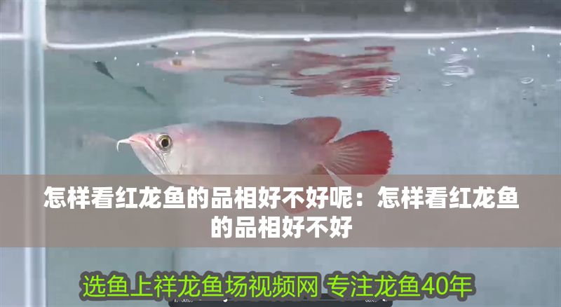 怎樣看紅龍魚的品相好不好呢：怎樣看紅龍魚的品相好不好