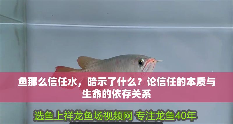 魚那么信任水，暗示了什么？論信任的本質與生命的依存關系
